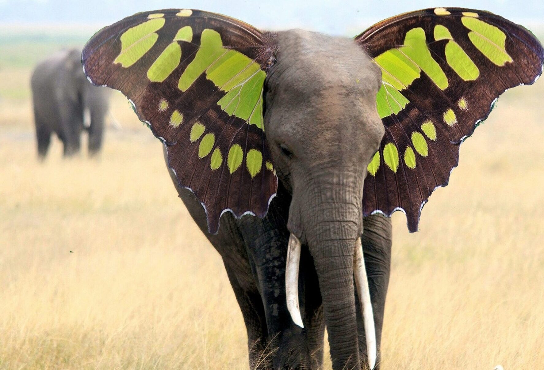 elephant-1057465_1920